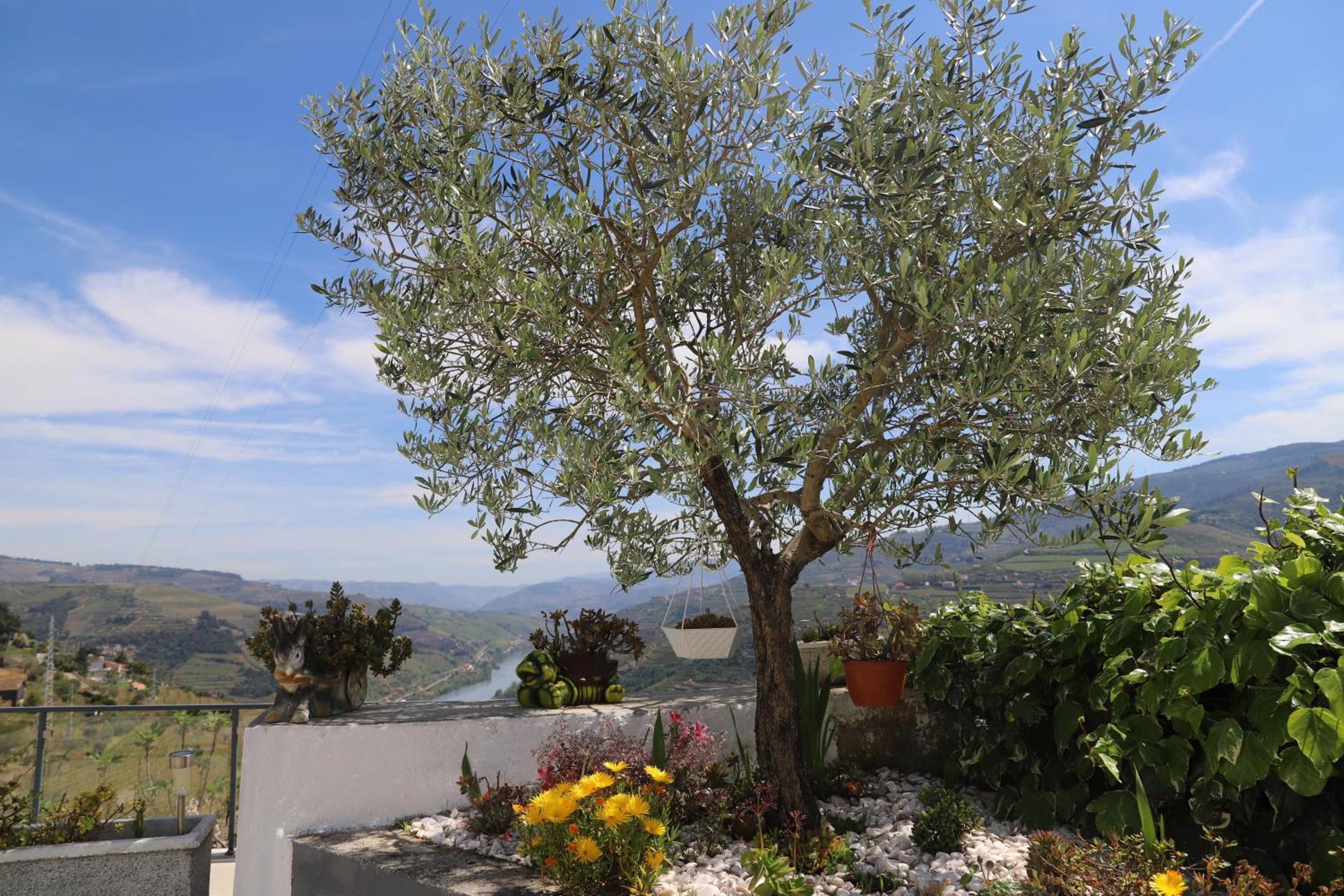 Casa Vale Do Douro Bed & Breakfast Mesao Frio Ngoại thất bức ảnh